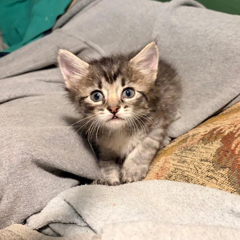 A baby small-sized male Brown / Chocolate Domestic Short Hair cat named Gimli for adoption in Columbia, MO