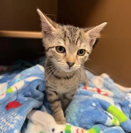 A baby small-sized male Domestic Short Hair cat named Breeze for adoption in Hamilton, NJ