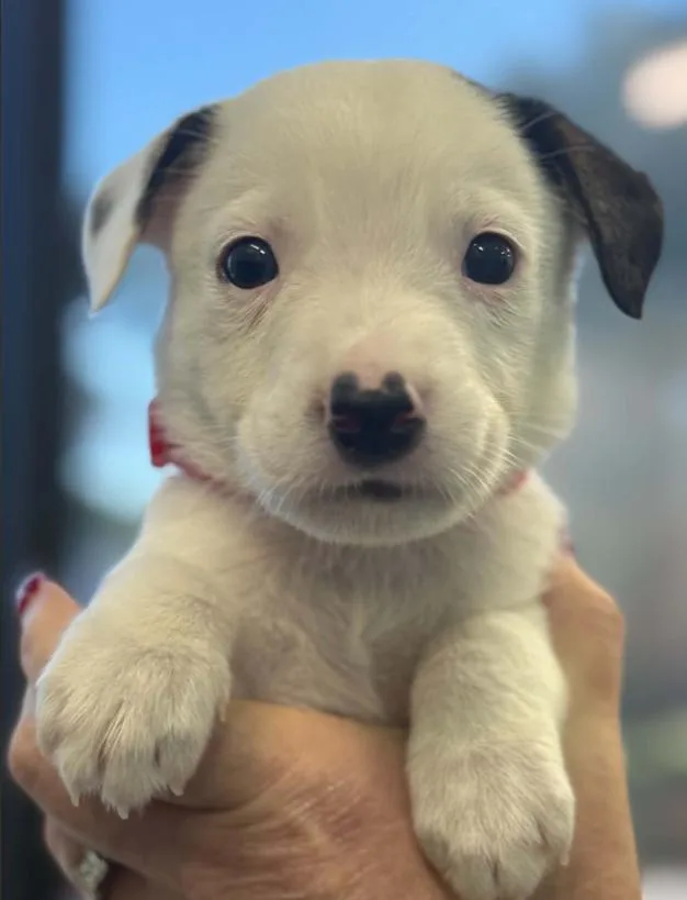 A baby medium-sized male Mixed Breed dog named Zero for adoption in Eutawville, SC