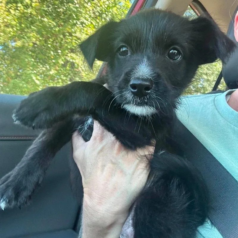 A baby small-sized female Black Terrier dog named Janie for adoption in Brainerd, MN