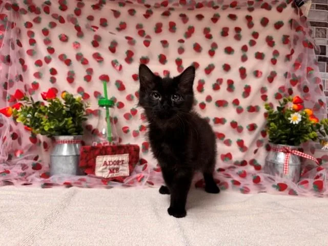 A baby medium-sized male Domestic Short Hair cat named Coco for adoption in Fairfield, CA