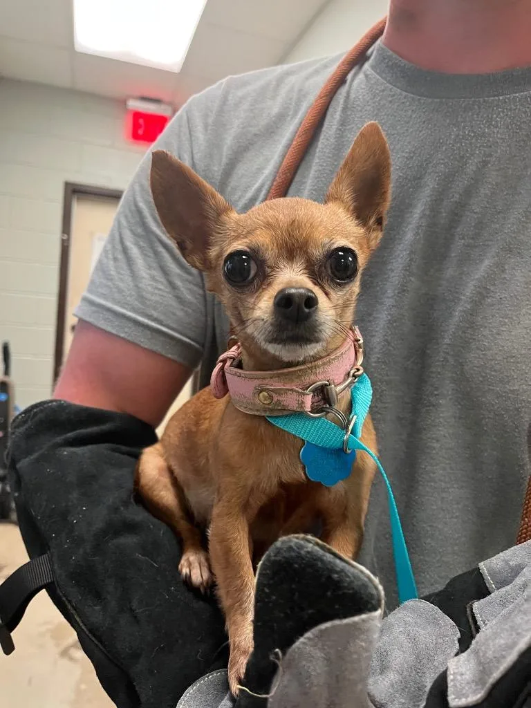 An adult medium-sized female Chihuahua dog named Glitter for adoption in New Braunfels, TX