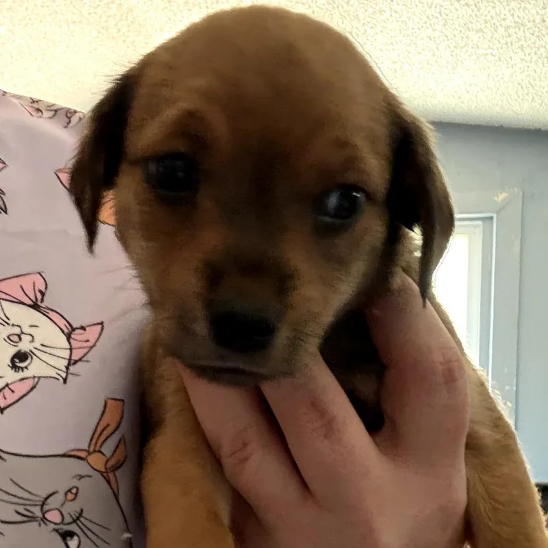 A baby small-sized female Brown / Chocolate Chihuahua dog named Reya for adoption in Floresville, TX