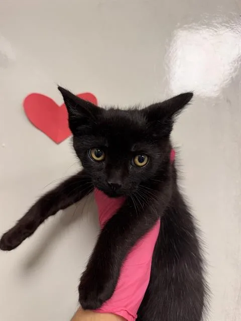 An adult small-sized male Domestic Short Hair cat named Elvis for adoption in Ontario, CA