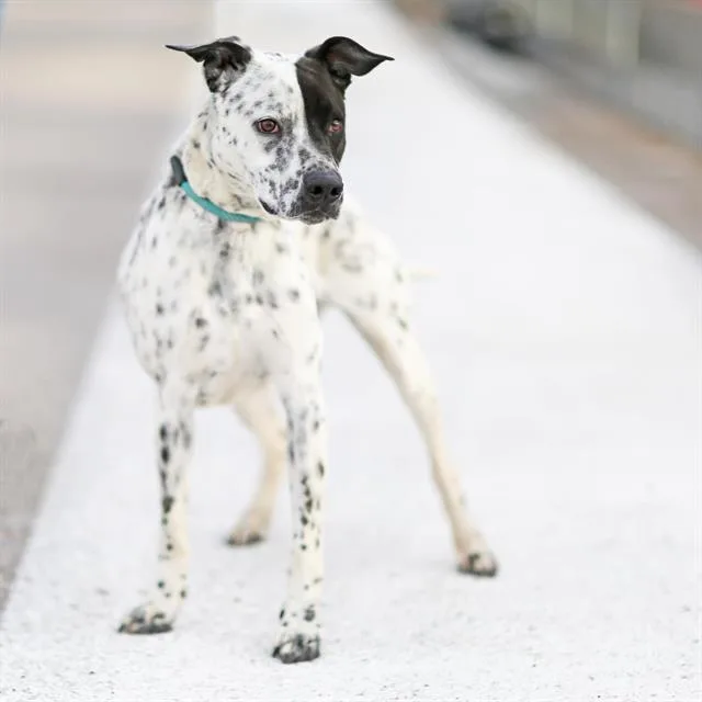 A young large-sized male Dalmatian dog named Bonzai for adoption in Albuquerque, NM