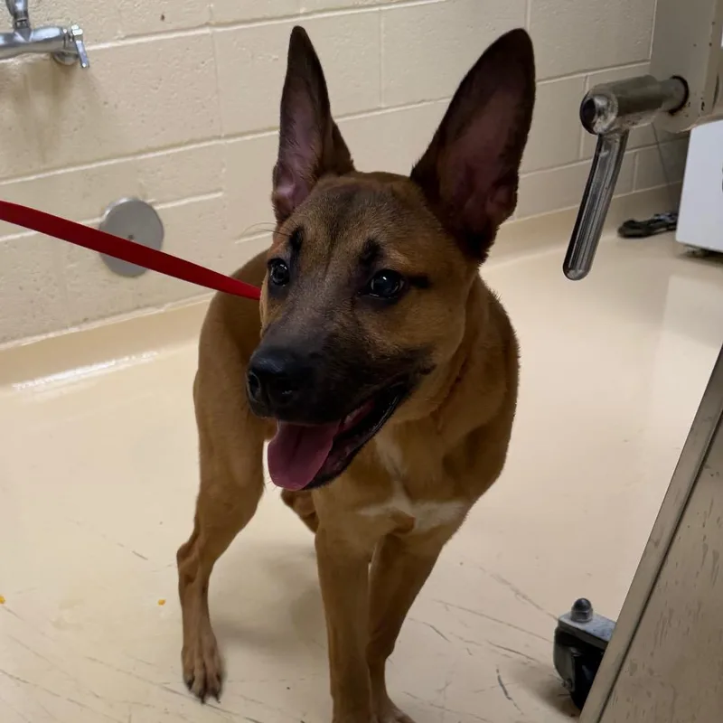 A baby medium-sized male Yellow / Tan / Blond / Fawn Mixed Breed dog named Bucky for adoption in Winston-Salem, NC