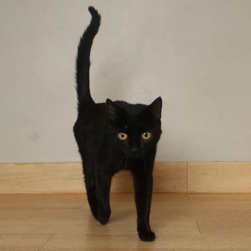 A young medium-sized female Black Domestic Short Hair cat named Ember C for adoption in Minnetonka, MN
