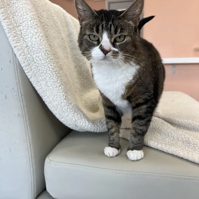 An adult medium-sized female Tabby cat named Tigger for adoption in Altoona, PA