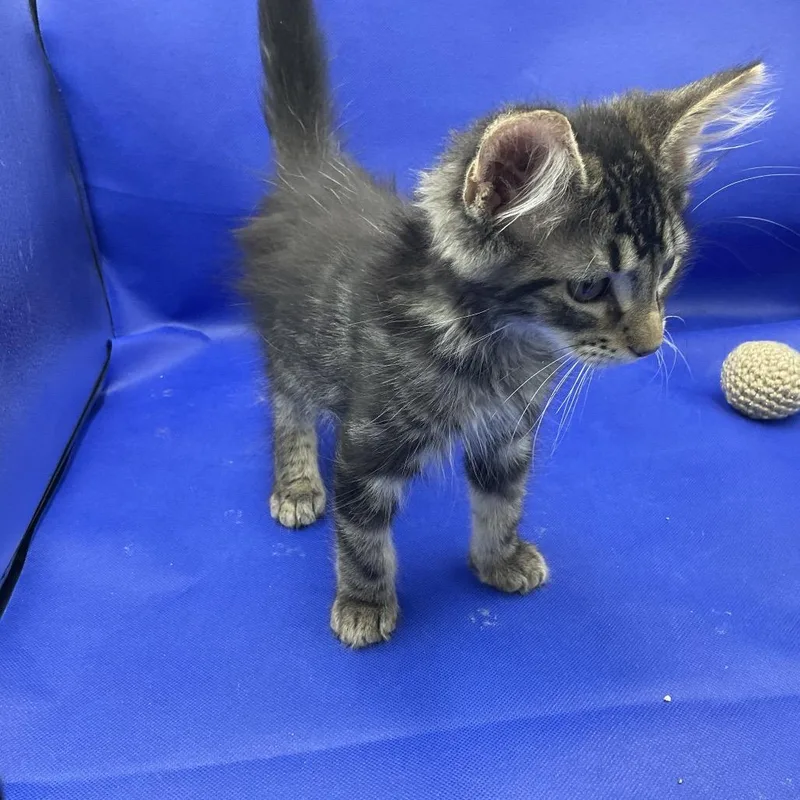 Loki