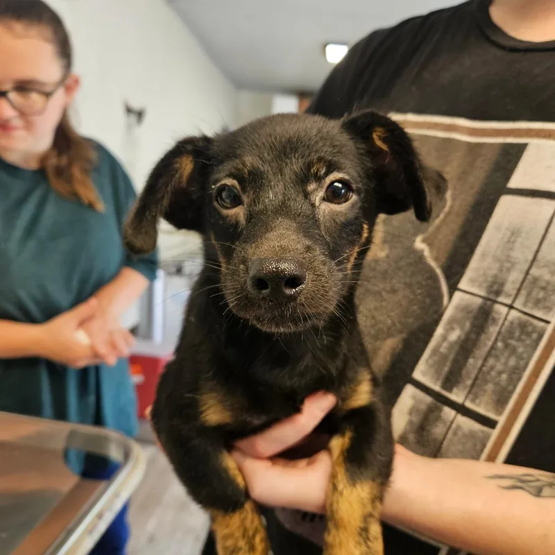 A baby small-sized female Chihuahua dog named Bianca for adoption in Hattiesburg, MS