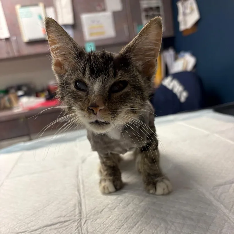 A baby small-sized male Gray / Blue / Silver Domestic Short Hair cat named Smurf for adoption in Newark, NJ