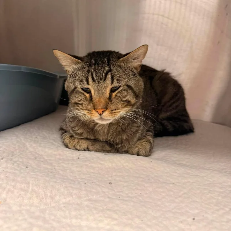 An adult small-sized male Gray / Blue / Silver Domestic Short Hair cat named DomC for adoption in East Saint Louis, IL