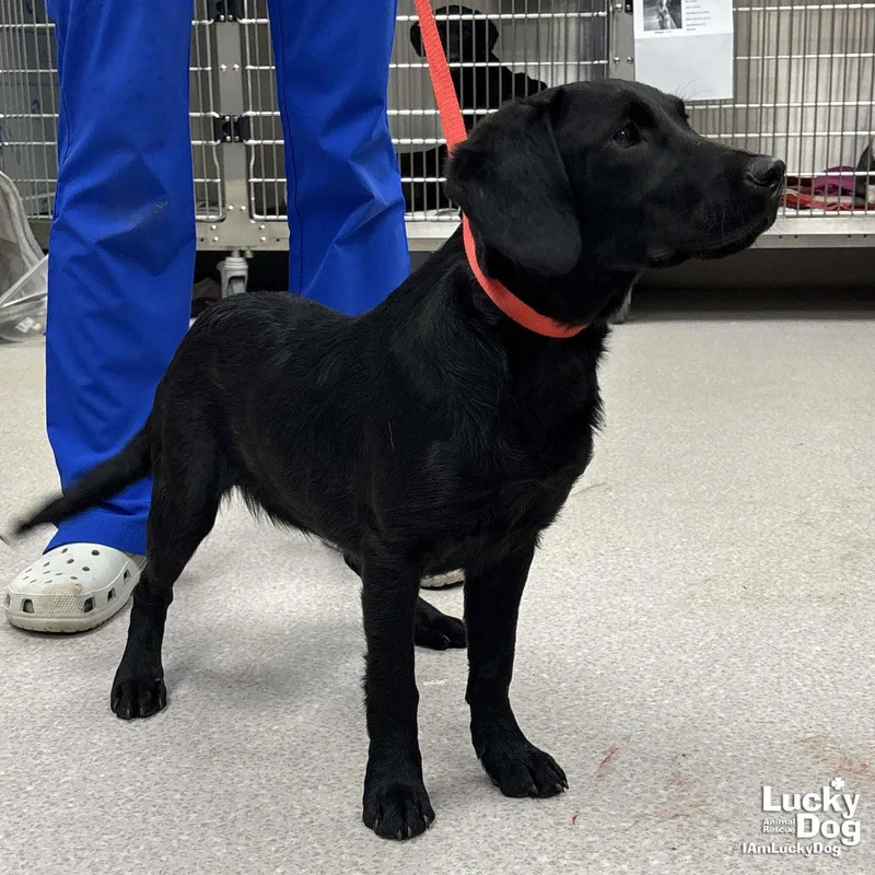 A baby medium-sized male Labrador Retriever dog named Sully for adoption in Washington, DC
