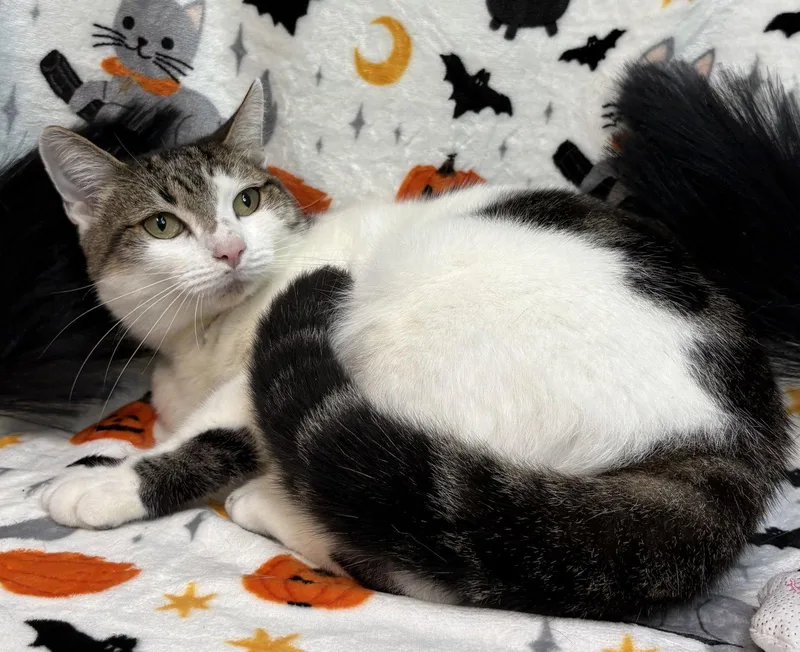 An adult medium-sized female Domestic Short Hair cat named Mama Girl for adoption in Wetumpka, AL