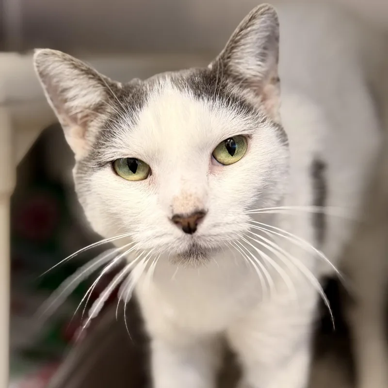 An adult medium-sized female Domestic Short Hair cat named Espresso for adoption in Manahawkin, NJ