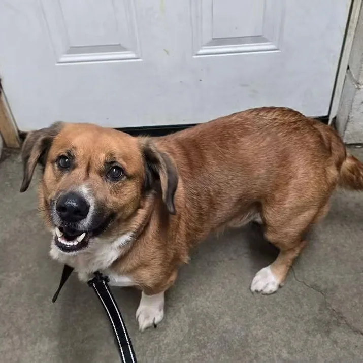 A young medium-sized male Corgi dog named Grit for adoption in Warren, OH