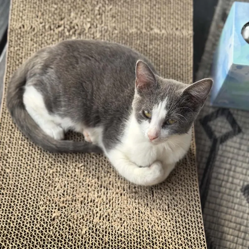 A baby small-sized female Gray / Blue / Silver Domestic Short Hair cat named Hair Tie for adoption in Buffalo, MN