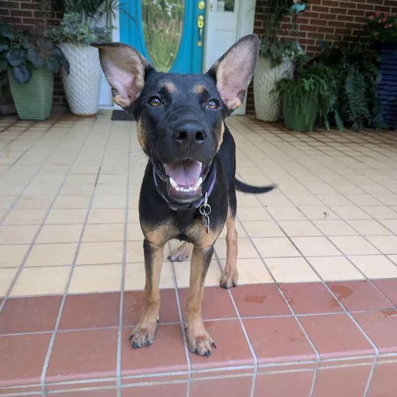 A young medium-sized female Black Shepherd dog named Pink for adoption in Wake Forest, NC