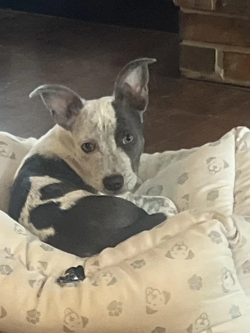 A baby medium-sized male Black Australian Cattle Dog / Blue Heeler dog named Deacon for adoption in Medfield, MA