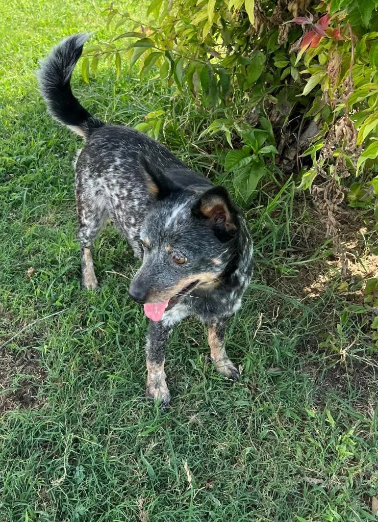 An adult medium-sized female Australian Cattle Dog / Blue Heeler dog named Kiki for adoption in Farmersville, TX