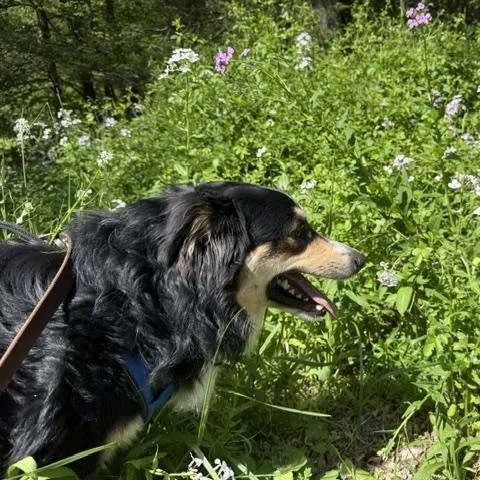 An adult large-sized male Tricolor (Brown, Black, & White) Australian Shepherd dog named Danny for adoption in Honesdale, PA