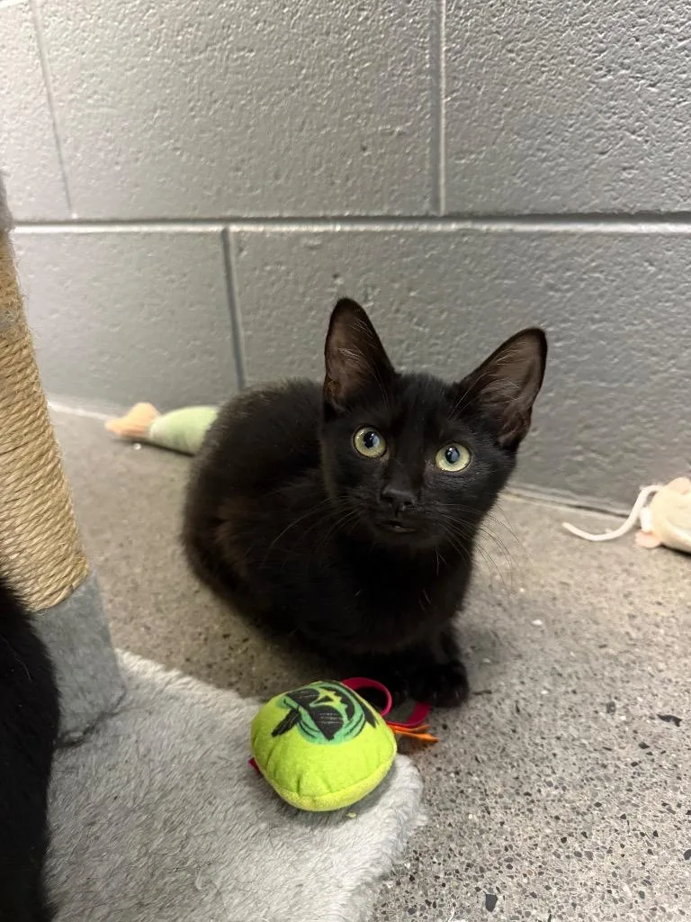 A baby medium-sized female Domestic Short Hair cat named Honolulu for adoption in Johnson City, TN
