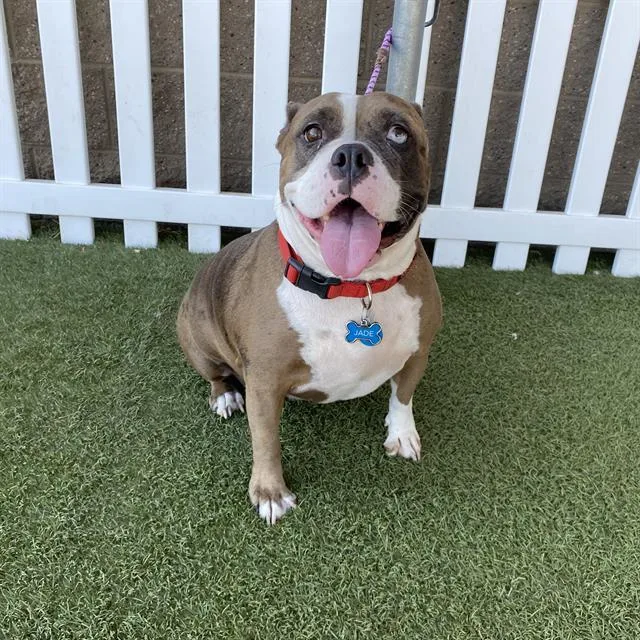 A young medium-sized female American Bulldog dog named Jade for adoption in Modesto, CA