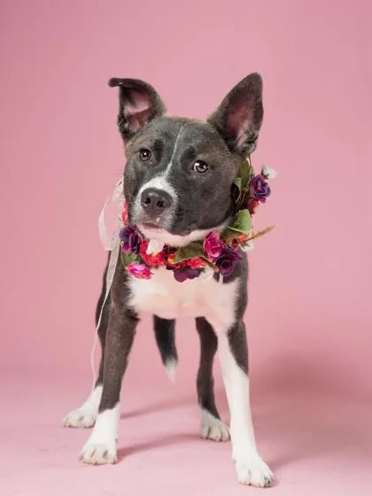 A young medium-sized male Siberian Husky dog named Thumper for adoption in Atlanta, GA