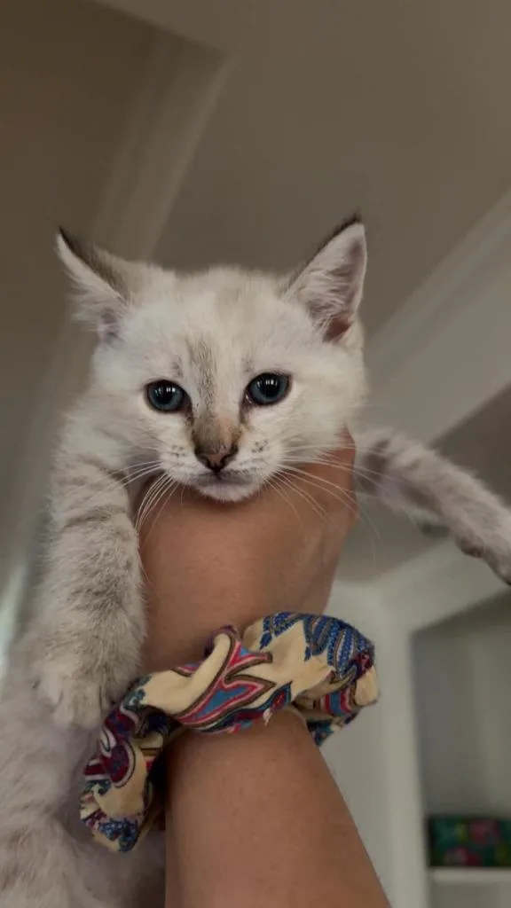 A baby large-sized female Domestic Short Hair cat named Mooncake for adoption in Augusta, GA