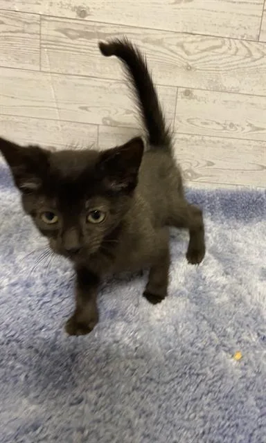 A baby small-sized female Domestic Medium Hair cat named Onyx for adoption in Modesto, CA