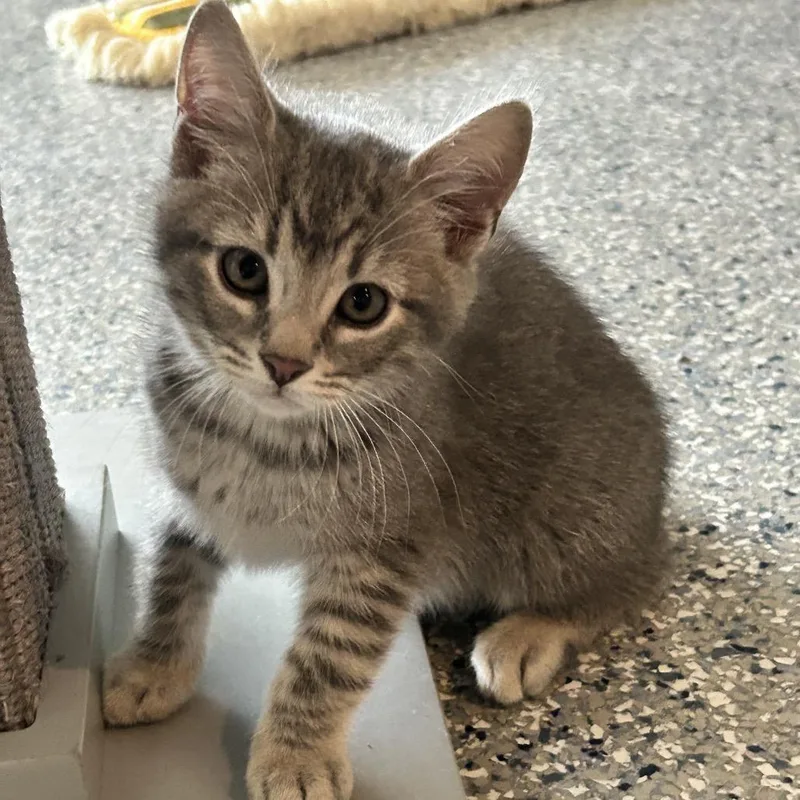 A baby small-sized male Gray / Blue / Silver Domestic Short Hair cat named Bongo for adoption in Nashville, TN