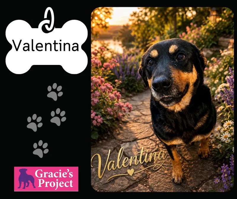 An adult medium-sized female Bicolor Rottweiler dog named Valentina for adoption in Canyon, TX