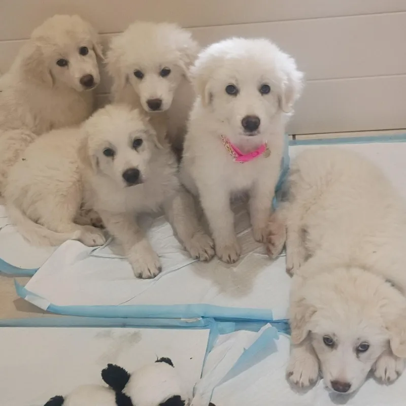 Puppy Alertsoleil  Shellie thumbnail 2