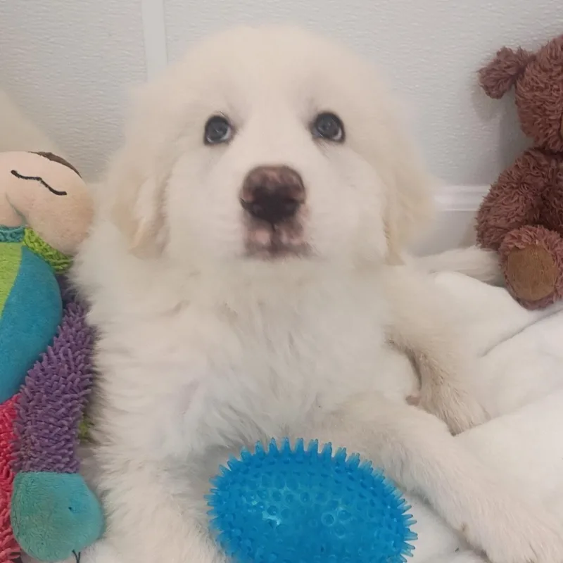 Puppy Alertsoleil  Shellie thumbnail 4
