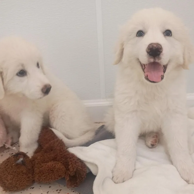 Puppy Alertsoleil  Shellie thumbnail 5