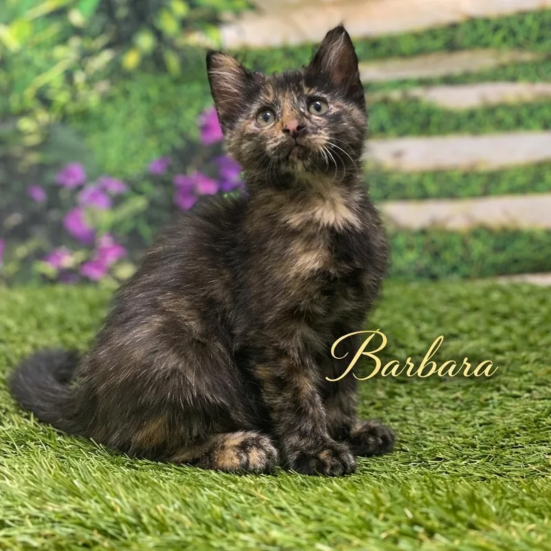 A baby medium-sized female Tortoiseshell Domestic Short Hair cat named Barbara for adoption in Charlotte, NC
