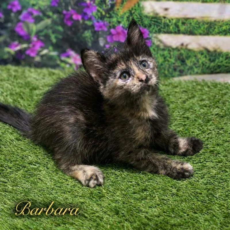 Barbara thumbnail 2