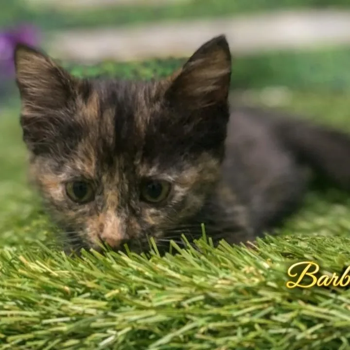 Barbara thumbnail 3