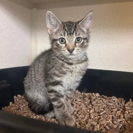 A baby medium-sized female Tabby (Buff / Tan / Fawn) Domestic Short Hair cat named Byrne for adoption in Hudson, NY