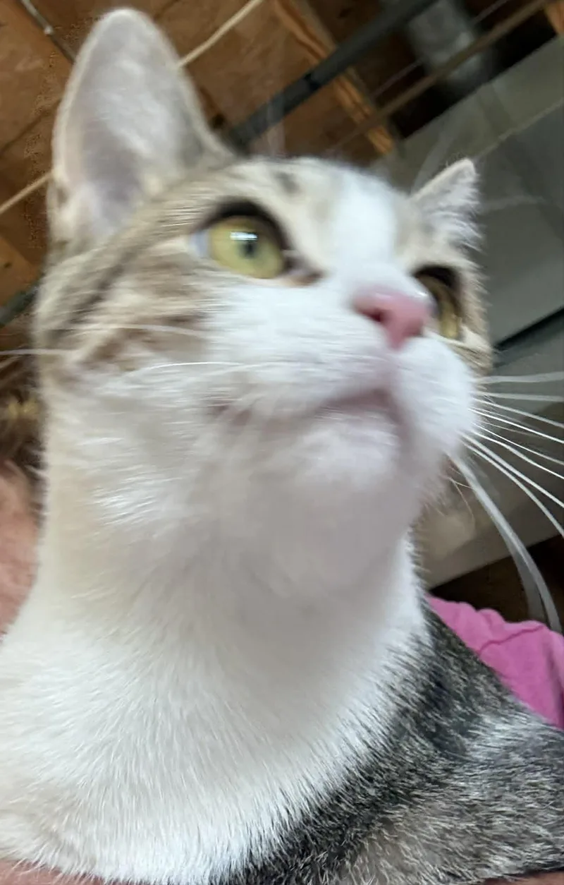 A young medium-sized female Domestic Short Hair cat named Noodle for adoption in Dalzell, IL