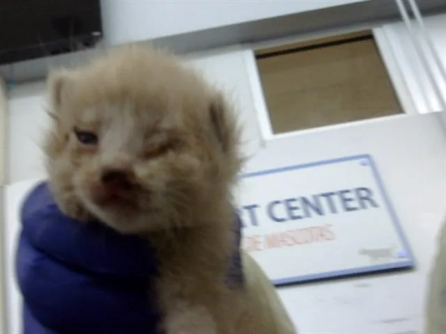 A baby medium-sized male Domestic Medium Hair cat named Howard for adoption in Dallas, TX