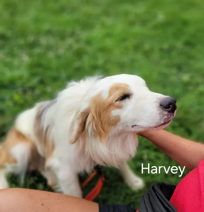 Harvey thumbnail 2