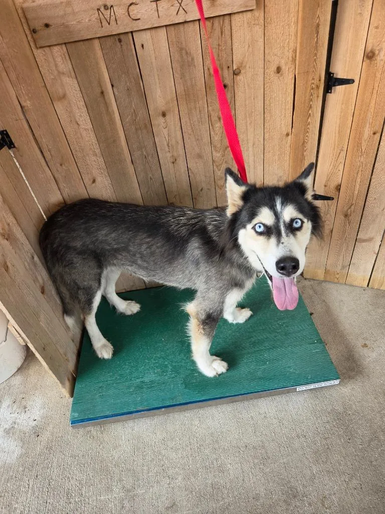 A young large-sized female Husky dog named Autumn for adoption in Missouri City, TX