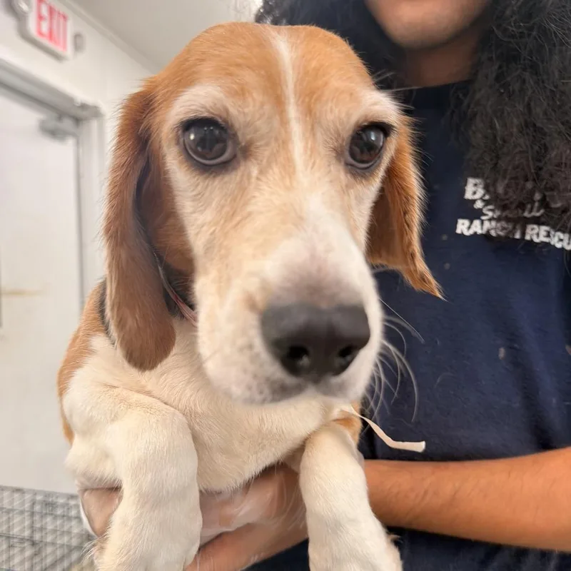 An adult small-sized female Yellow / Tan / Blond / Fawn Beagle dog named Julie for adoption in LOXAHATCHEE, FL