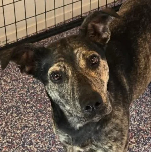 A young medium-sized female Mixed Breed dog named Brownie for adoption in Olean, NY