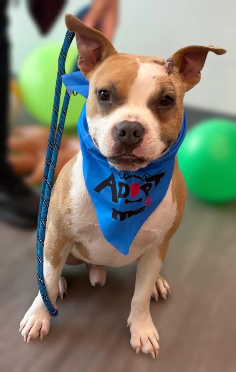A baby medium-sized male Apricot / Beige American Staffordshire Terrier dog named Pepe Le Love for adoption in Houston, TX