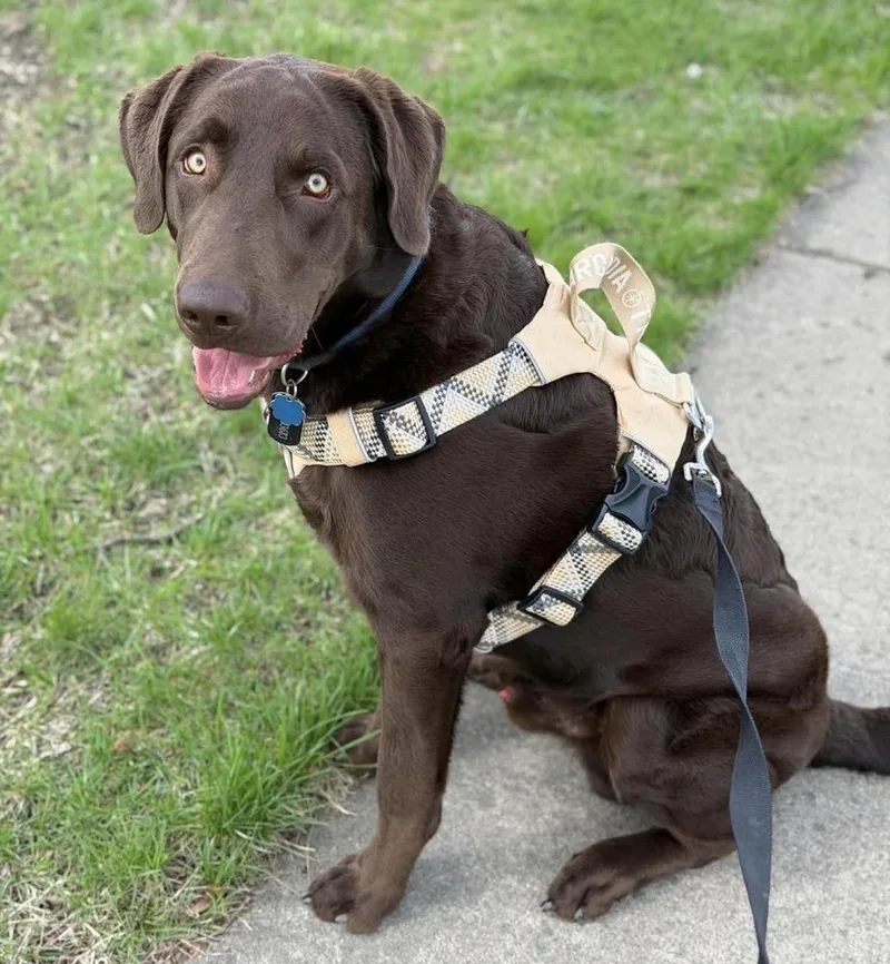 A young large-sized male Brown / Chocolate Labrador Retriever dog named Stetson for adoption in Palatine, IL