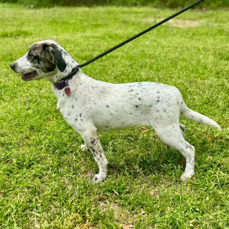 A young medium-sized female White / Cream Catahoula Leopard Dog dog named Athena for adoption in Lucedale, MS