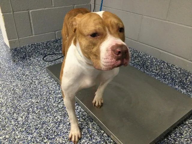 An adult small-sized female Pit Bull Terrier dog named A for adoption in Thousand Palms, CA