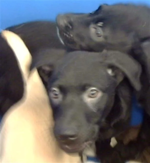A baby medium-sized female Mixed Breed dog named Alvida for adoption in Dallas, TX